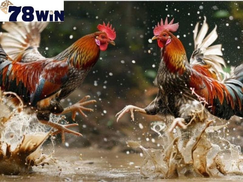 Tìm hiểu kỹ luật chơi đá gà 78win để đưa ra quyết định cược đúng đắn